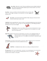 Animal Walk