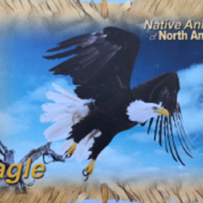 Animal Information 1 (Eagle).png